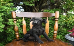Toy Poodle dogs for sale: Licorice - Image 2
