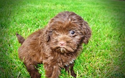 Havapoo dogs for sale: Wiggles - Image 15