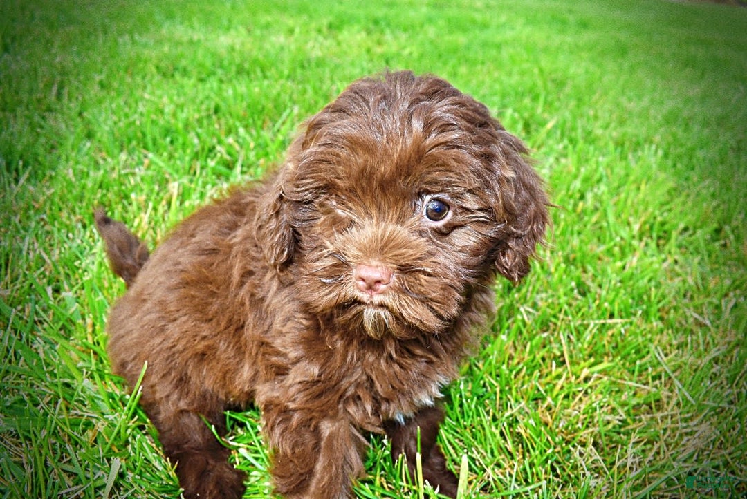 Havapoo dogs for sale: Wiggles - Image 15