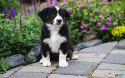 Australian Shepherd dogs for sale: Australian Shepherd 4 puppies - Image 2