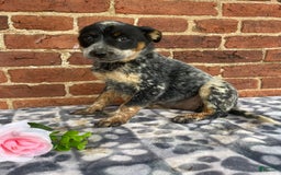 Australian Cattle Dog dogs for sale: Apple - Image 1