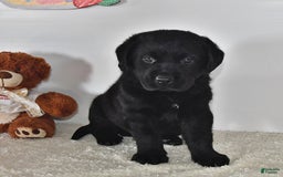 Labrador Retriever dogs for sale: Jesse - Image 1
