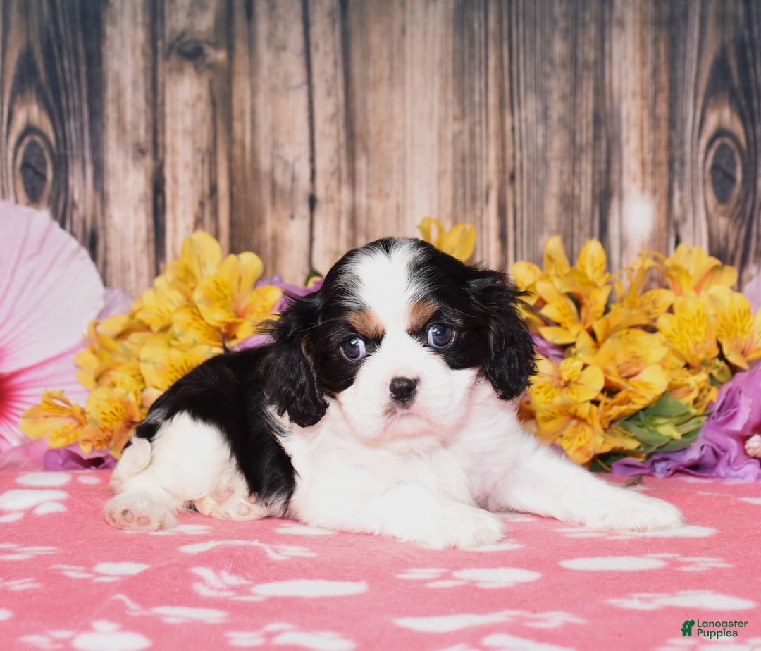 Cavalier King Charles Spaniel dogs for sale: Echo - Image 1