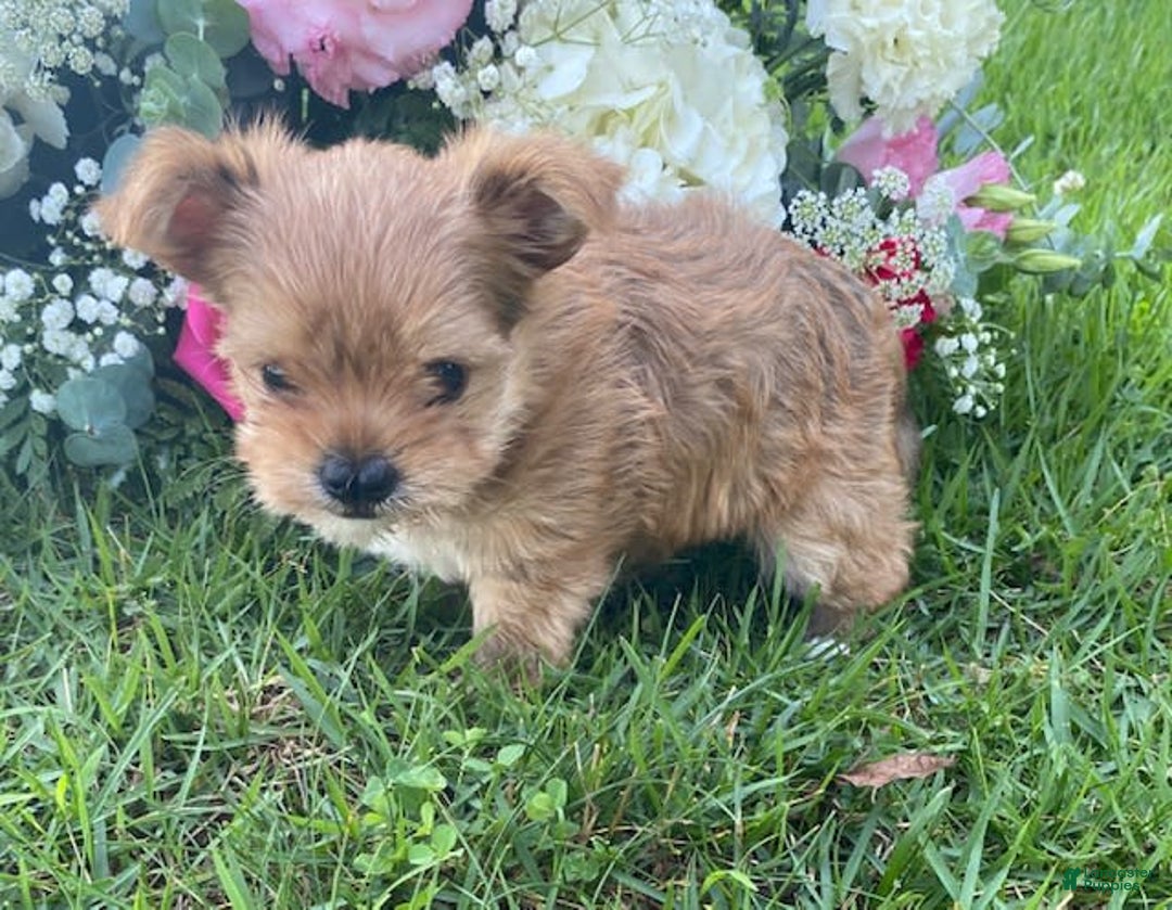 Morkie dogs for sale: Mikie - Image 3