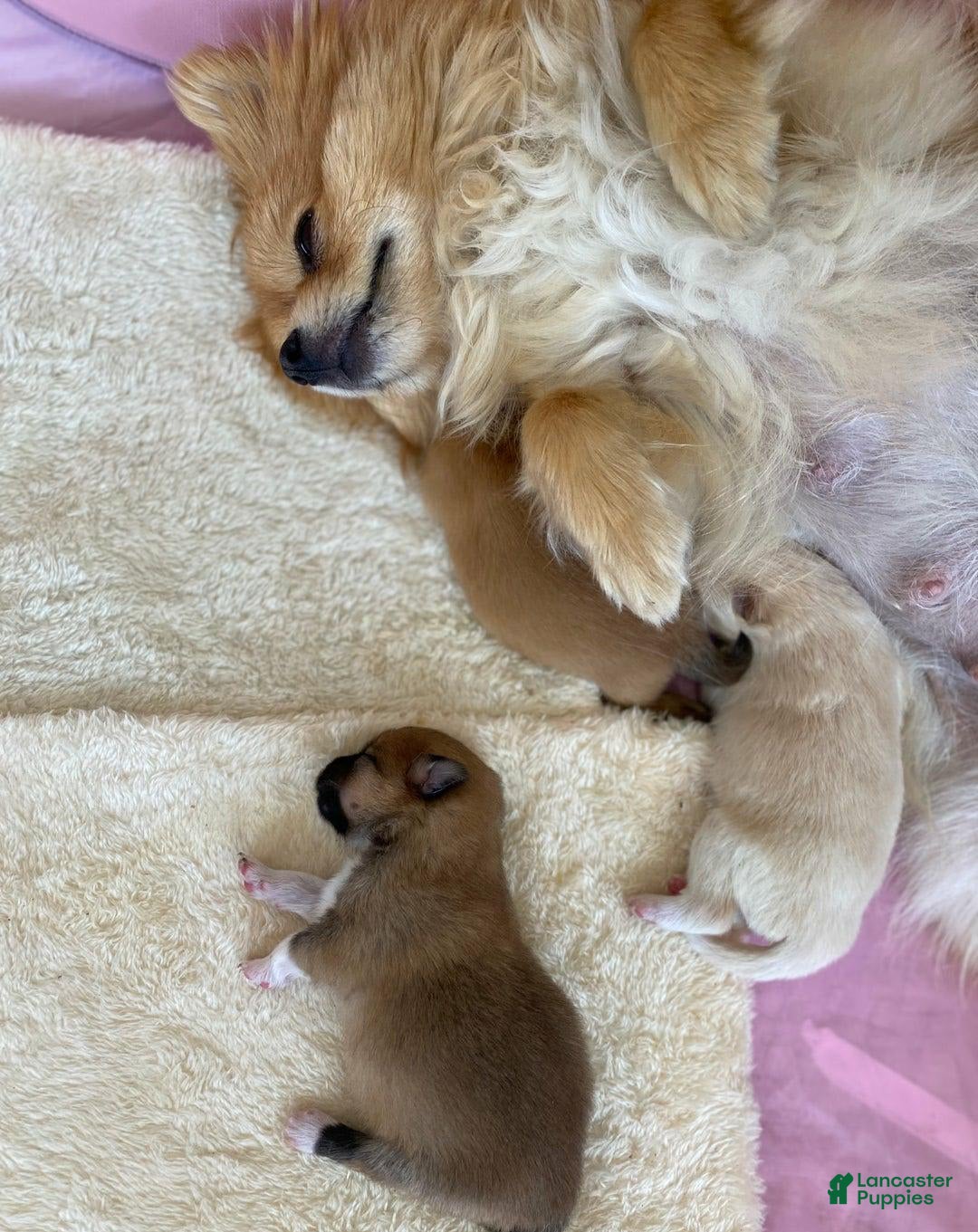 Pomeranian dogs for sale: Lena - Image 8
