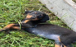 Doberman Pinscher dogs for sale: Hunter - Image 3