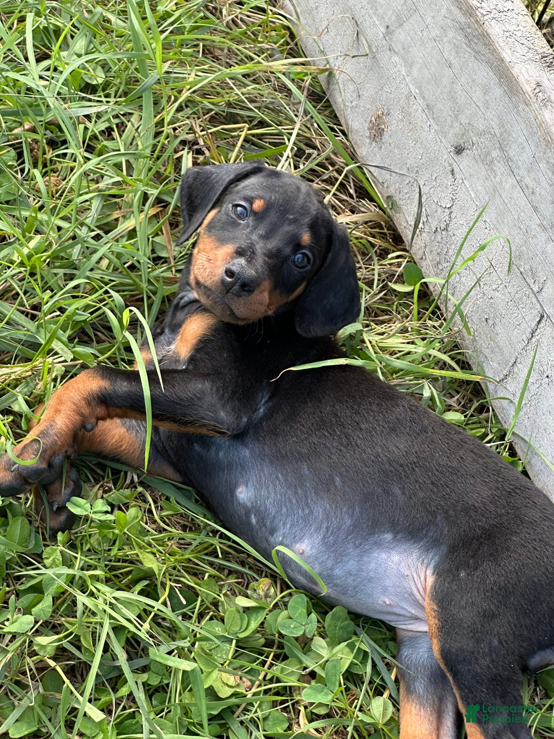 Doberman Pinscher dogs for sale: Hunter - Image 3