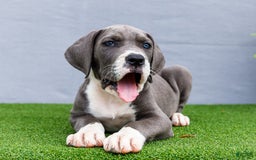 Great Dane dogs for sale: Karen - Image 15