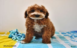 Mini Goldendoodle dogs for sale: Emma - Image 8