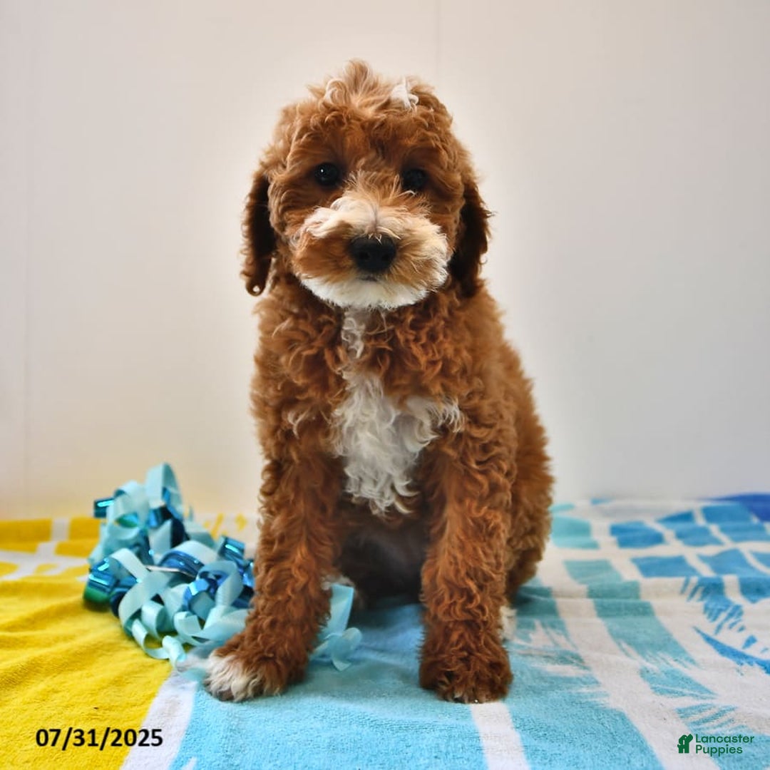 Mini Goldendoodle dogs for sale: Emma - Image 8