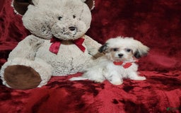 Malshi dogs for sale: Loki - Image 5