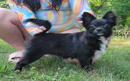 Chihuahua dogs for sale: Mason - Image 3