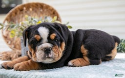 English Bulldog dogs for sale: Eva - Image 4