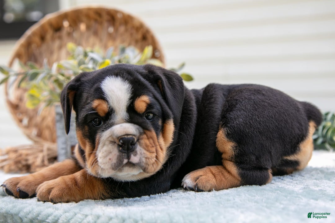 English Bulldog dogs for sale: Eva - Image 4