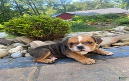 English Bulldog dogs for sale: Danny - Image 6