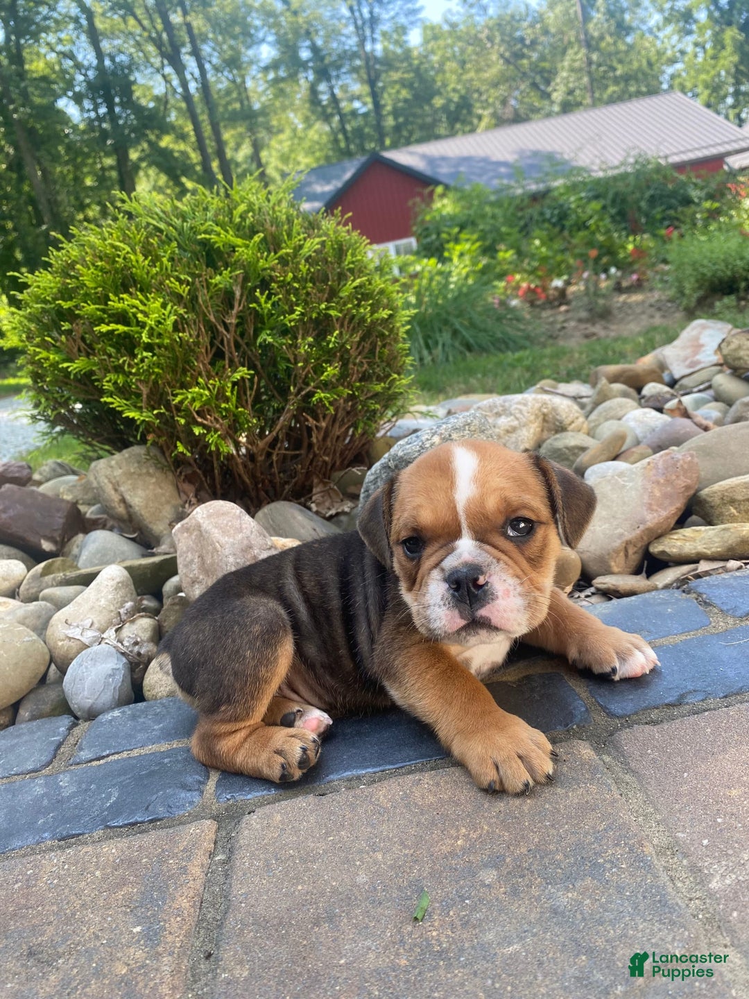 English Bulldog dogs for sale: Danny - Image 6