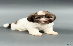 Havanese dogs for sale: ODEN - Image 5