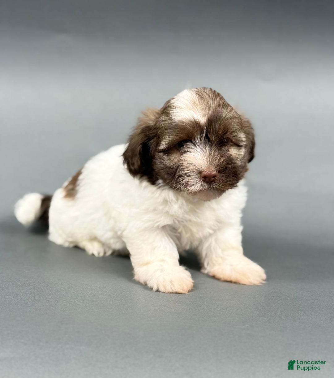 Havanese dogs for sale: ODEN - Image 5