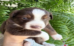 Miniature Australian Shepherd dogs for sale: Miniature Australian Shepherd 5 puppies - Image 2
