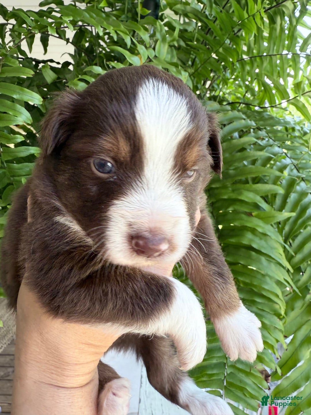 Miniature Australian Shepherd dogs for sale: Miniature Australian Shepherd 5 puppies - Image 2