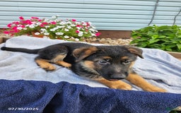German Shepherd dogs for sale: Justin - Image 2