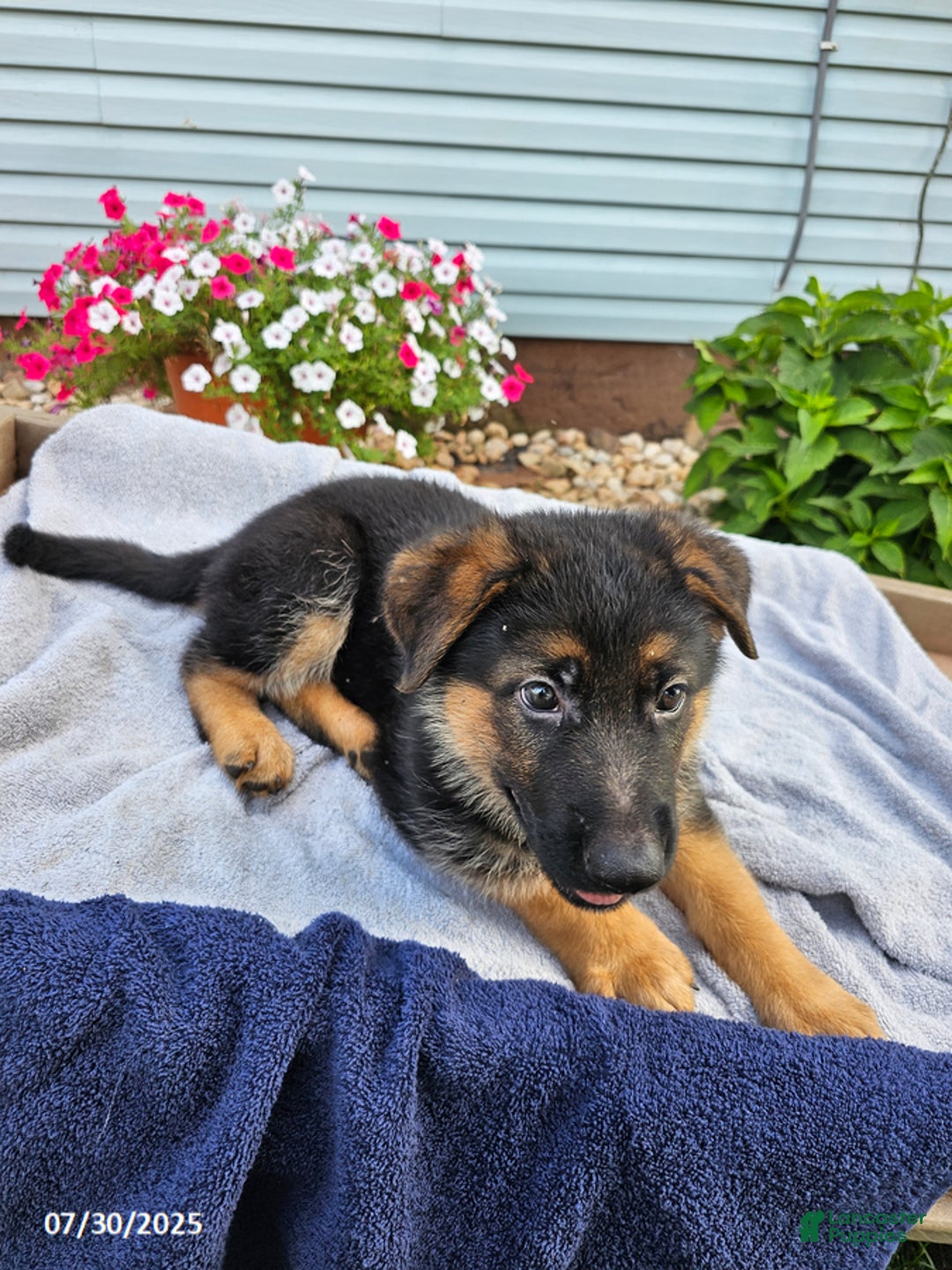 German Shepherd dogs for sale: Justin - Image 2