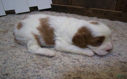 Cavapoo dogs for sale: Penny - Image 5
