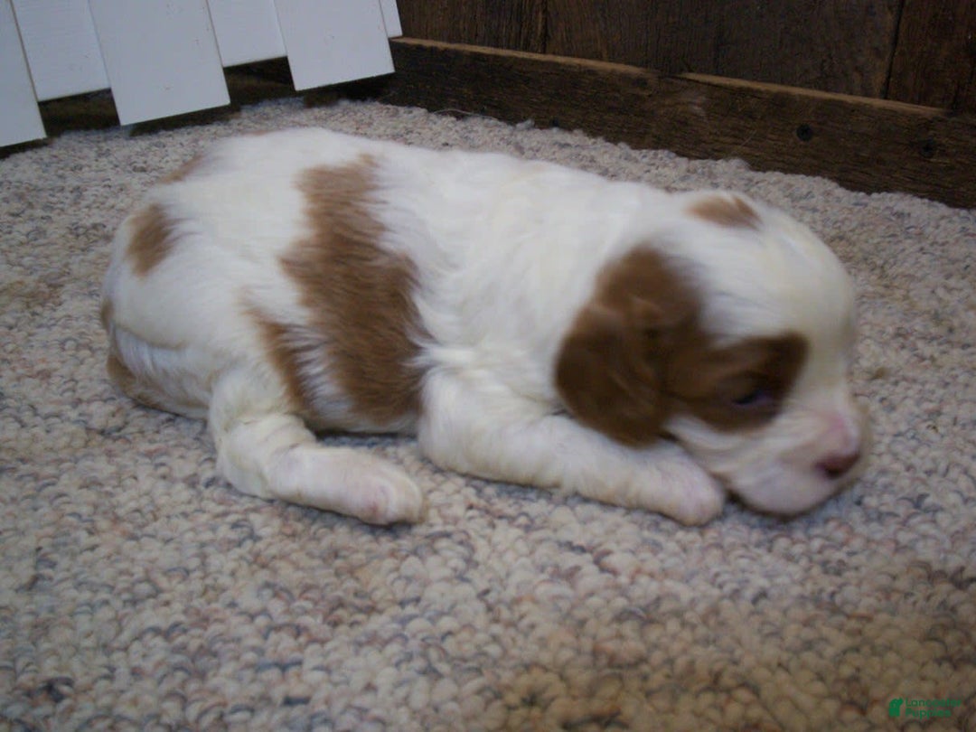 Cavapoo dogs for sale: Penny - Image 5