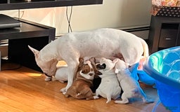 Bull Terrier dogs for sale: Fatso - Image 4