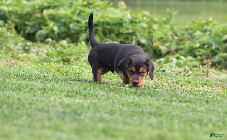Beagle dogs for sale - Ad 5