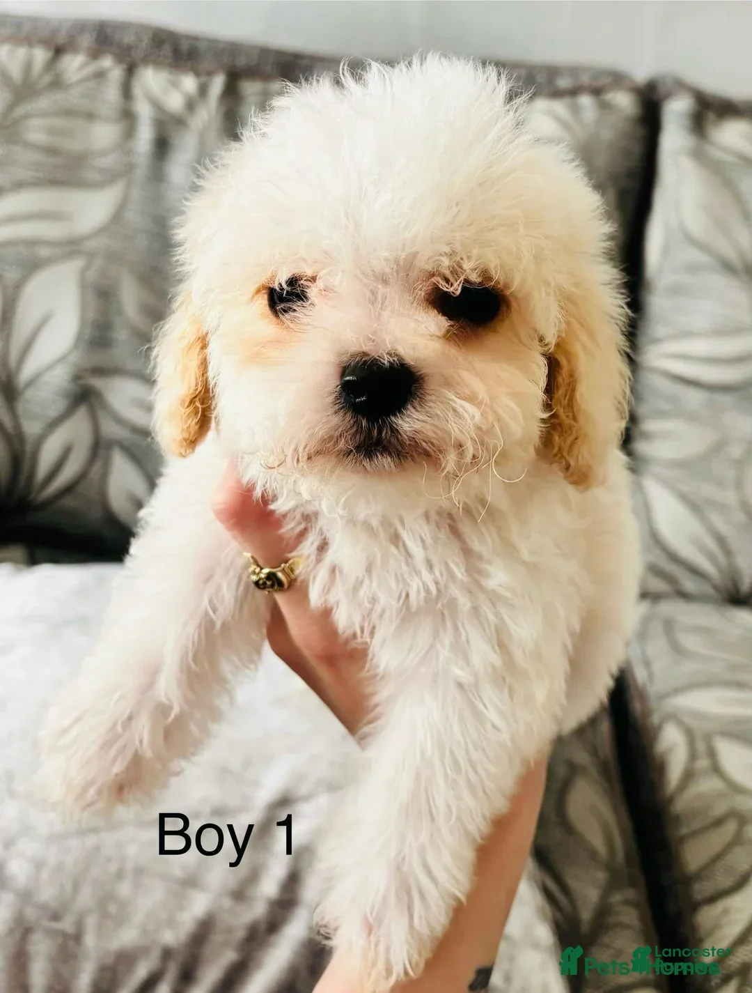 Cavachon dogs for sale: Ringo - Image 4