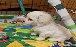 Cavachon dogs for sale: Destin - Image 12