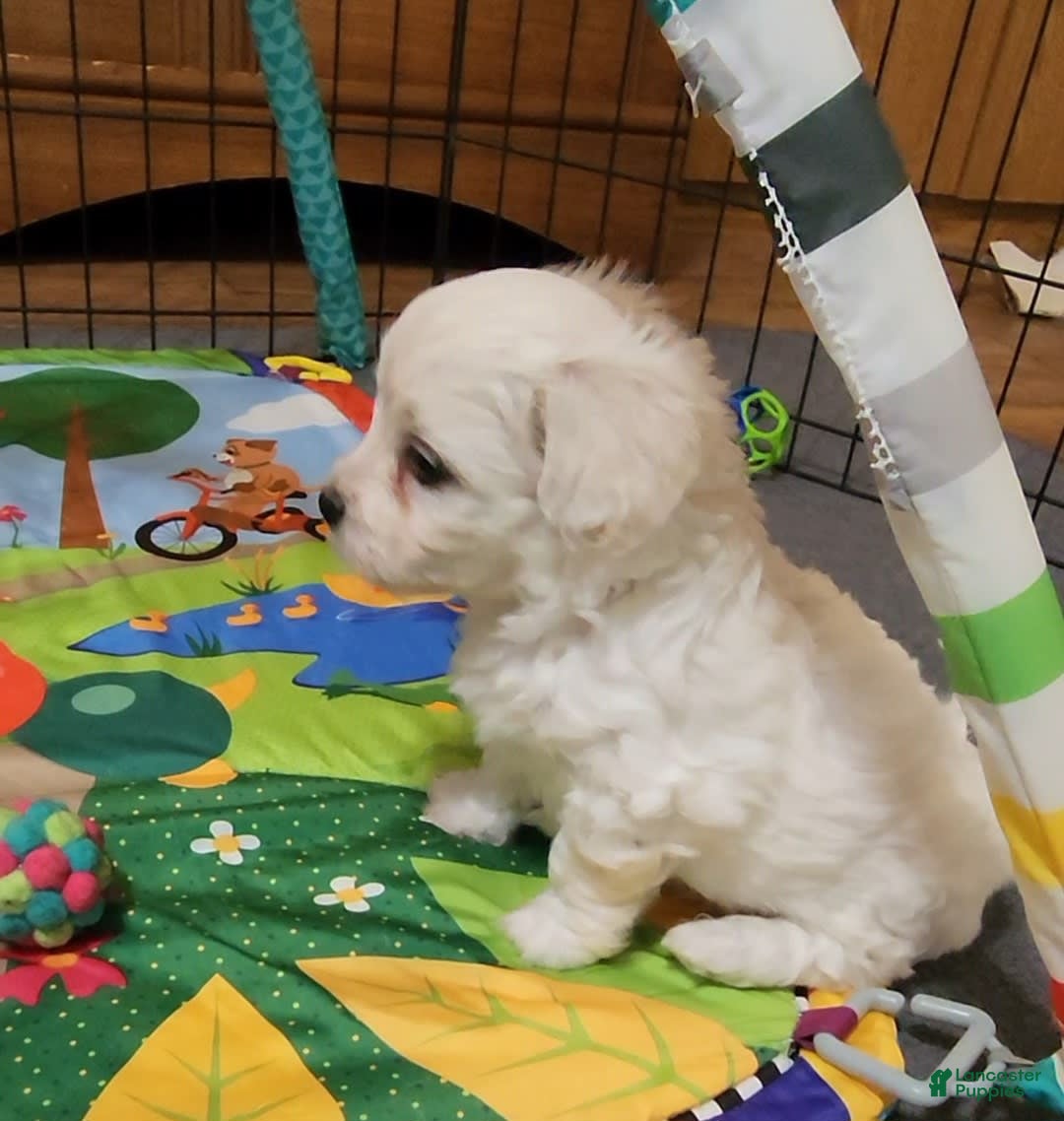 Cavachon dogs for sale: Destin - Image 12