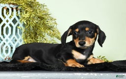 Miniature Dachshund dogs for sale: Dakota - Image 3