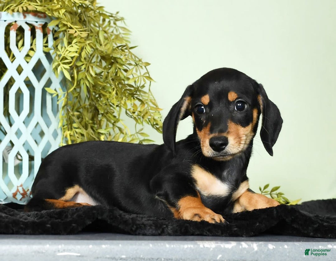 Miniature Dachshund dogs for sale: Dakota - Image 3