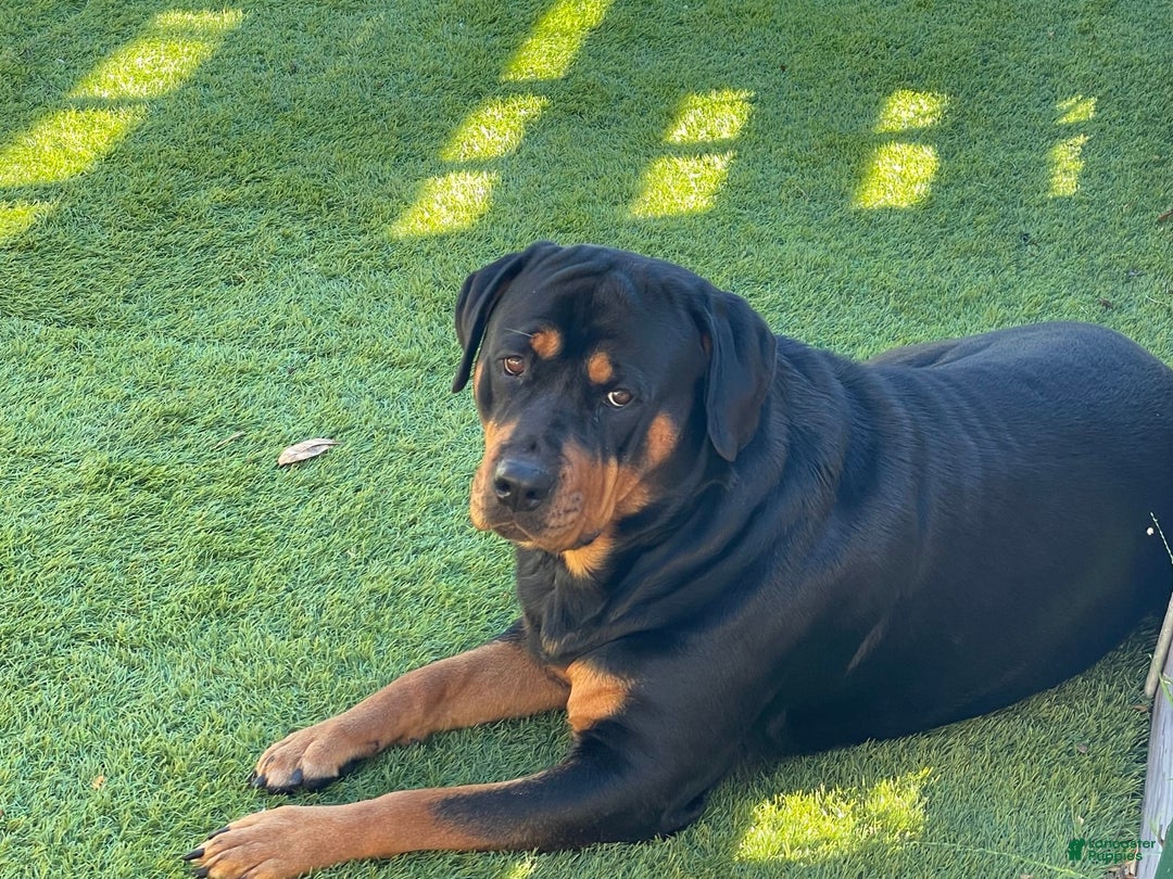 Rottweiler dogs for sale: Nala - Image 2