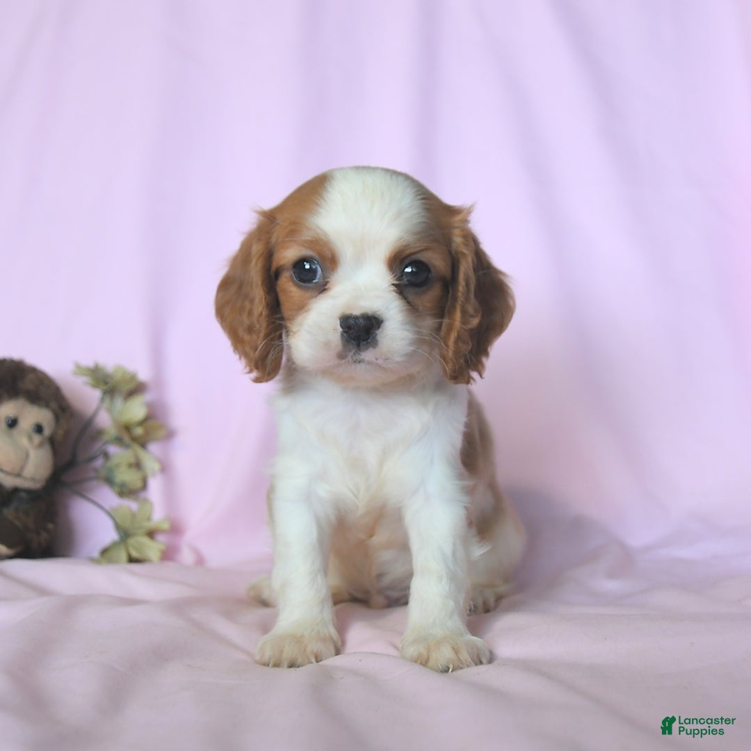 Cavalier King Charles Spaniel dogs for sale: Jasper - Image 5