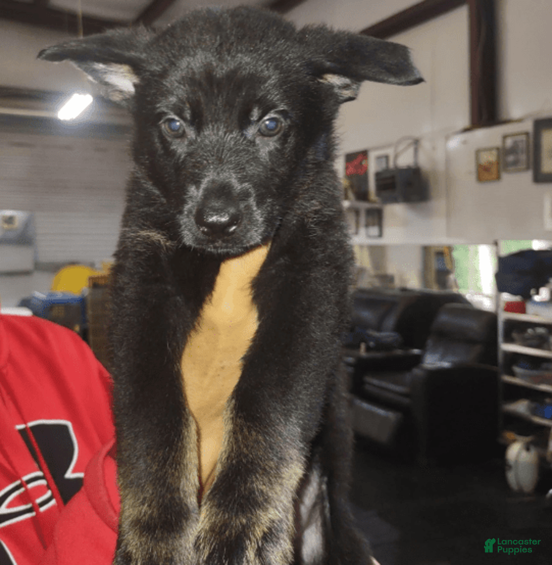 German Shepherd dogs for sale: Orange Collar Male - Image 1