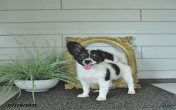 Papillon dogs for sale: Lilah - Image 3