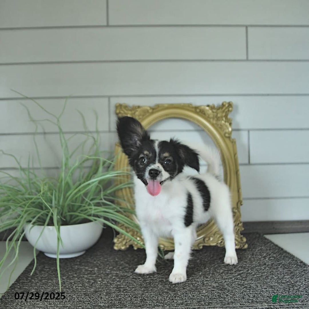 Papillon dogs for sale: Lilah - Image 3