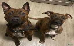 American Staffordshire Terrier dogs for sale: Raven - Image 4