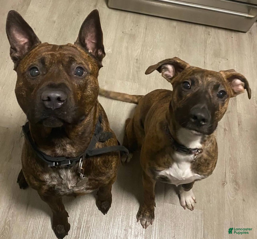 American Staffordshire Terrier dogs for sale: Raven - Image 4