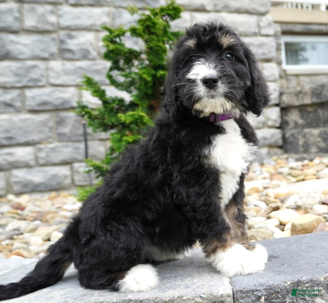 Bernedoodle dogs for sale: Alice - Image 5