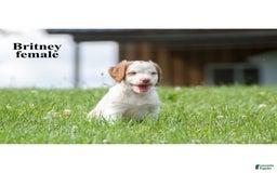Brittany Spaniel dogs for sale: Brittany - Image 3