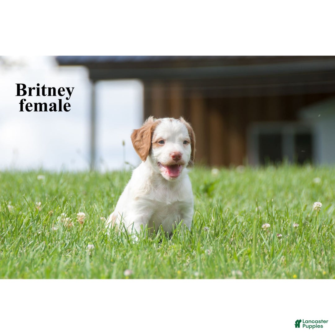Brittany Spaniel dogs for sale: Brittany - Image 3