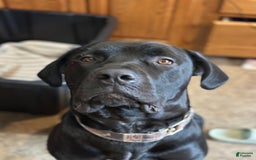 Cane Corso dogs for sale: Kane - Listing for pets: Kane, Luna, Samson, Lily, Scarlett, Max, Cookie, Jack - Image 5