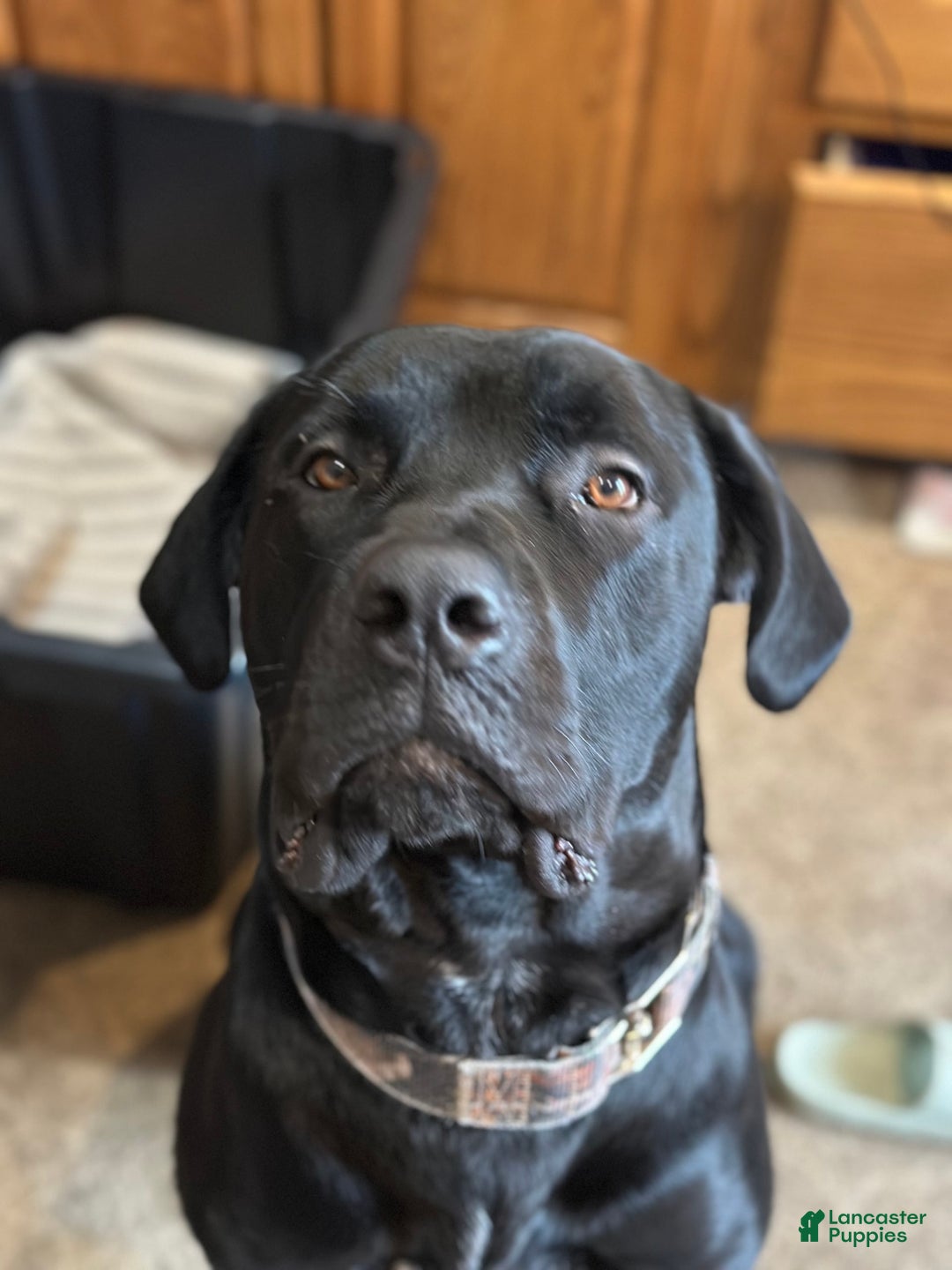 Cane Corso dogs for sale: Kane - Listing for pets: Kane, Luna, Samson, Lily, Scarlett, Max, Cookie, Jack - Image 5