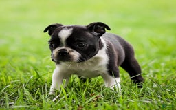 Boston Terrier dogs for sale: Pearl - Image 9
