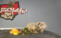 English Bulldog dogs for sale: Chubbs - Image 3
