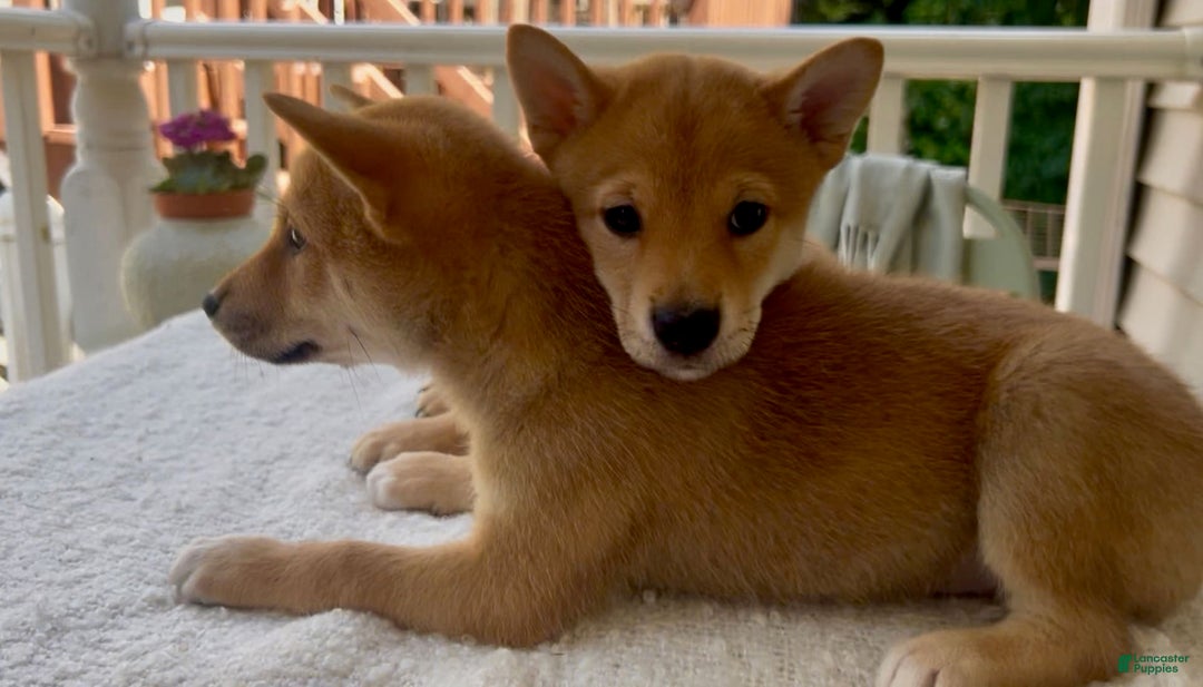 Shiba Inu dogs for sale: Bear - Image 4